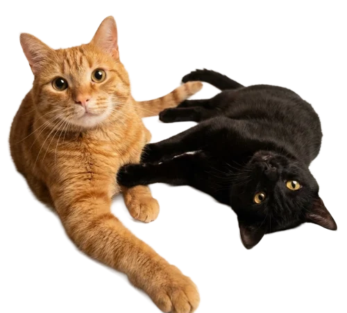 amore verso gli animali